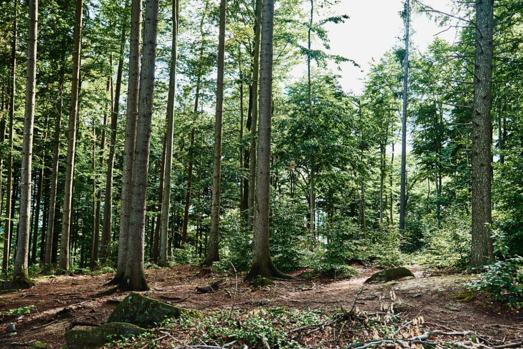 Forrest trees in summer day. Nature background